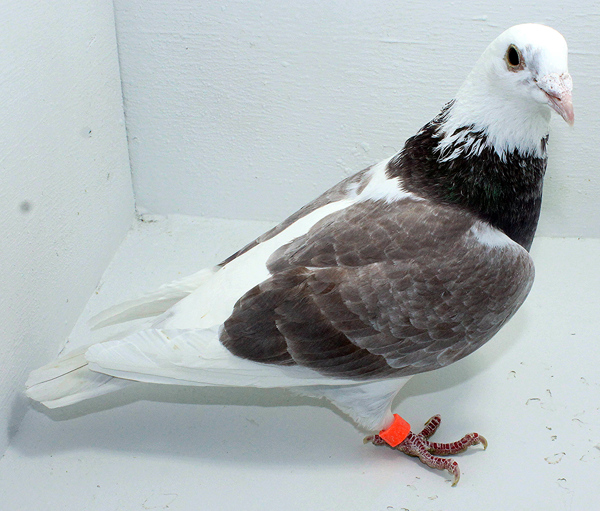 Band: AU 20140 Foys 2025